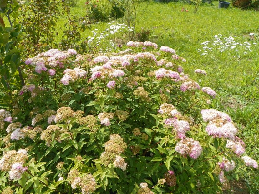 spiraea Genpei - Dobarland 2018 3