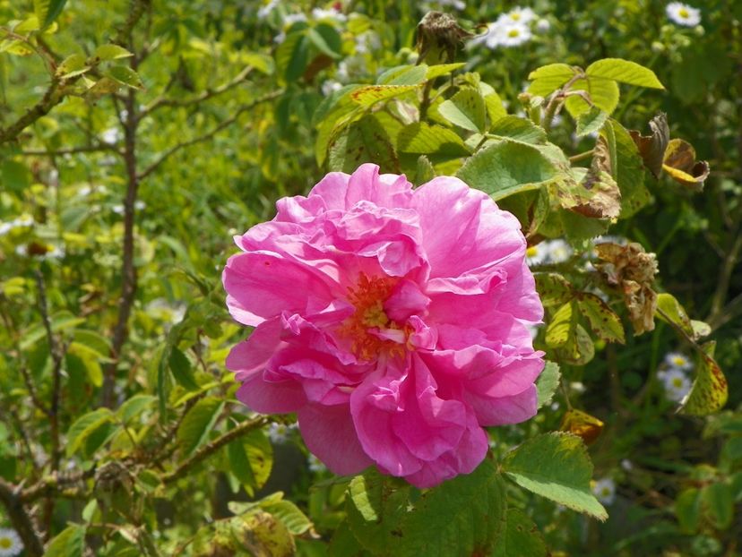 Autumn Damask - Trandafiri 2018 3