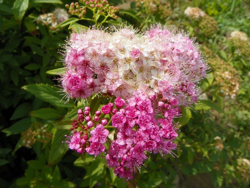 spiraea Genpei - Dobarland 2018 3