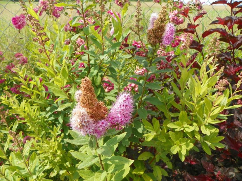 spiraea billardii Triumphans - Dobarland 2018 3