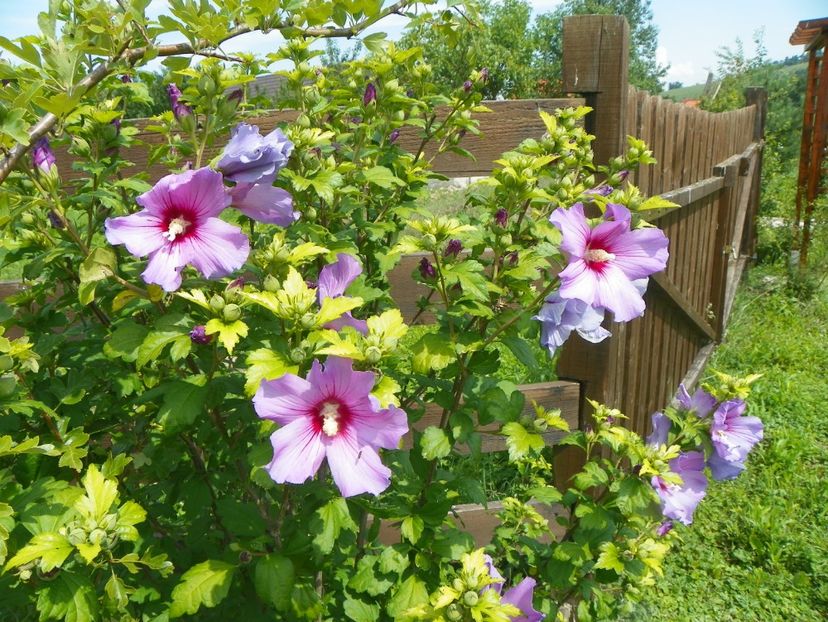 hibiscus syriacus - Dobarland 2018 3