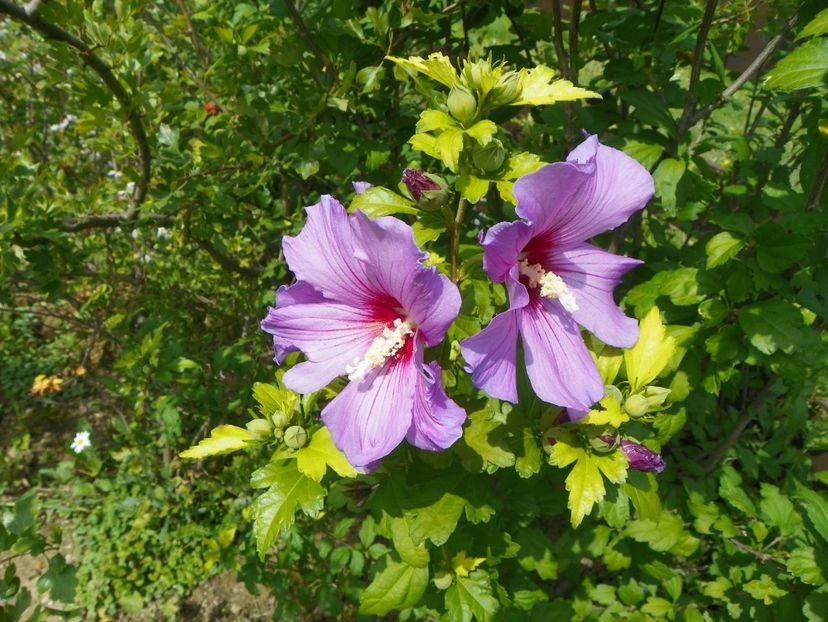 hibiscus syriacus - Dobarland 2018 3