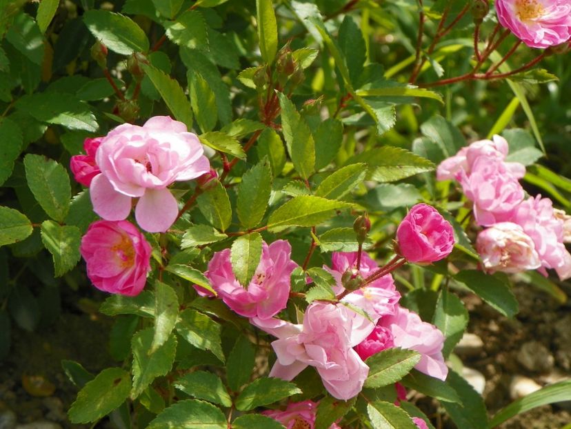 Heavenly Pink - Trandafiri 2018 3