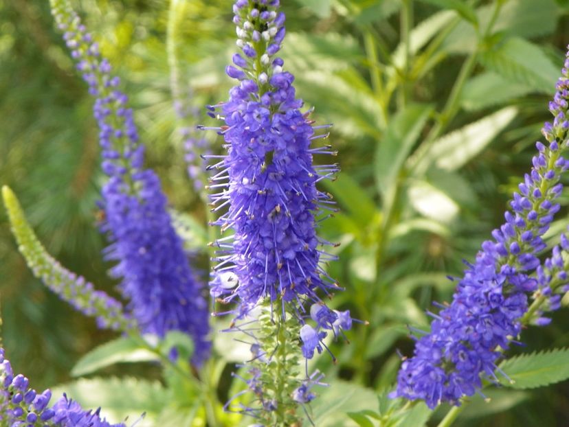 veronica spicata - Dobarland 2018 3
