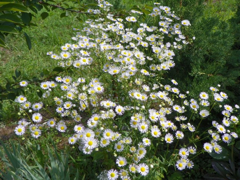 erigeron annuus - Dobarland 2018 3