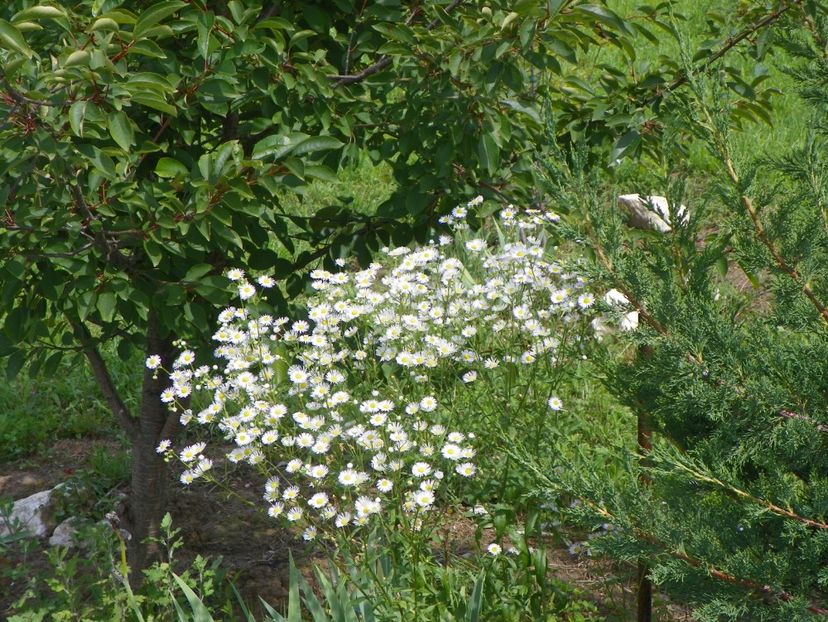 erigeron annuus - Dobarland 2018 3