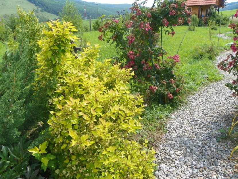 physocarpus Dart's Gold - Dobarland 2018 3