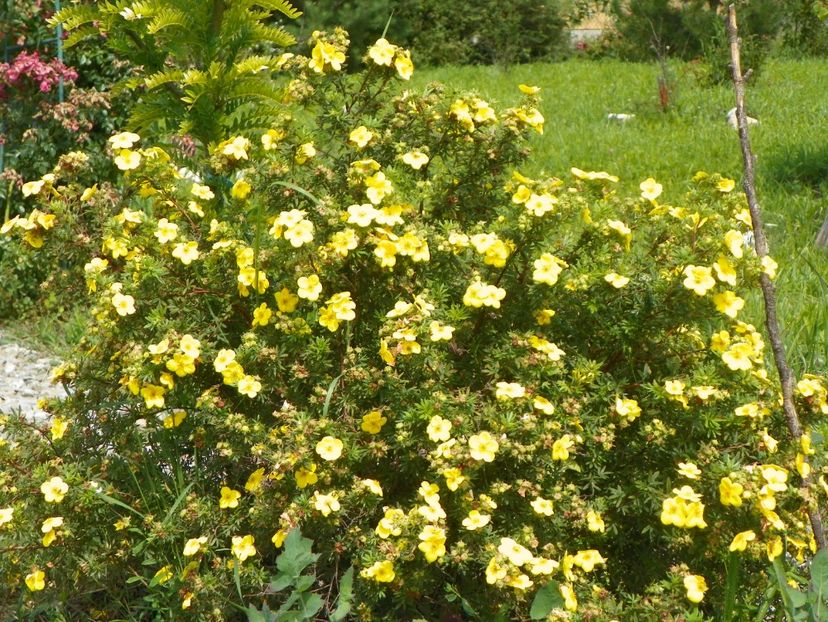 potentilla fruticosa Goldfinger - Dobarland 2018 3
