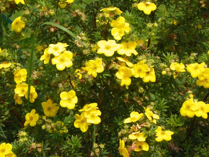 potentilla fruticosa Goldfinger - Dobarland 2018 3