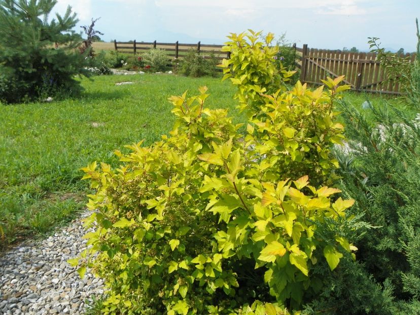 physocarpus Dart's Gold - Dobarland 2018 3