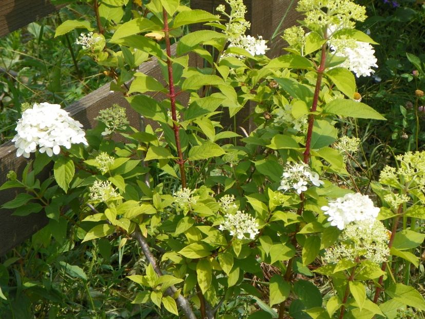 hydrangea paniculata Limelight - Dobarland 2018 3
