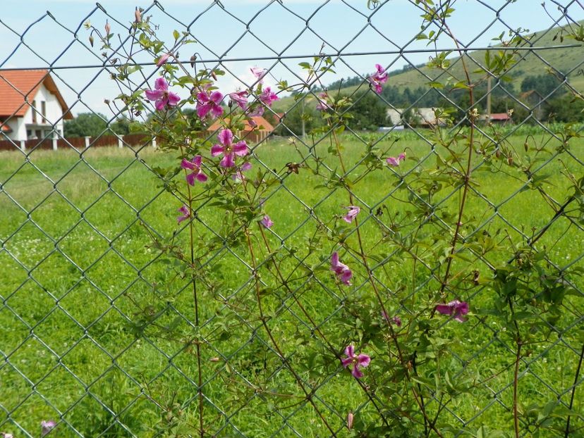 clematis Krakowiak - Dobarland 2018 3