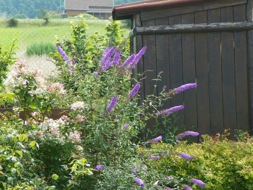 buddleja Empire Blue si hydrangea pan. Early Sensation - Dobarland 2018 3