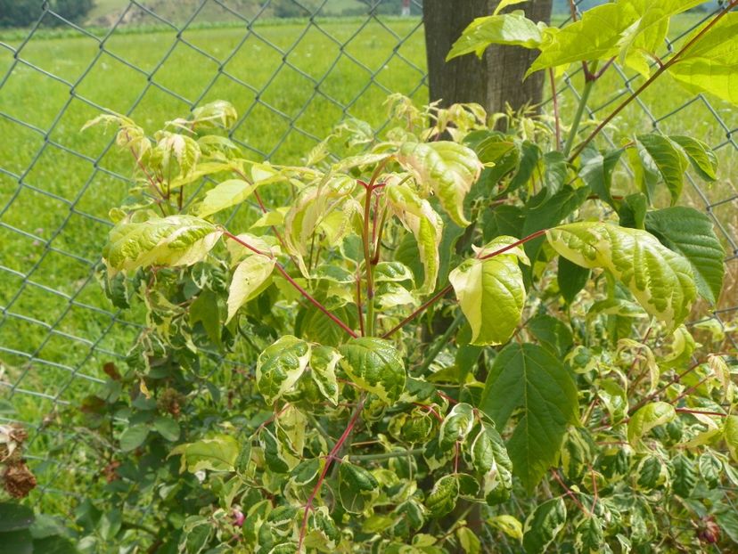 acer negundo Elegans - Dobarland 2018 3
