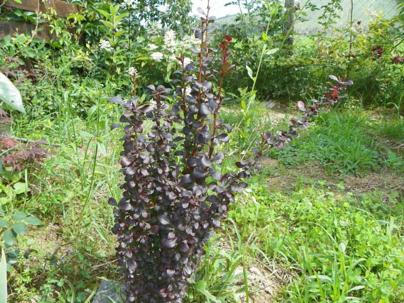 berberis Red Rocket - Dobarland 2018 3