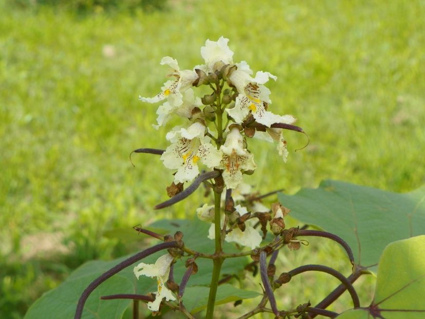 catalpa bungei - Dobarland 2018 3