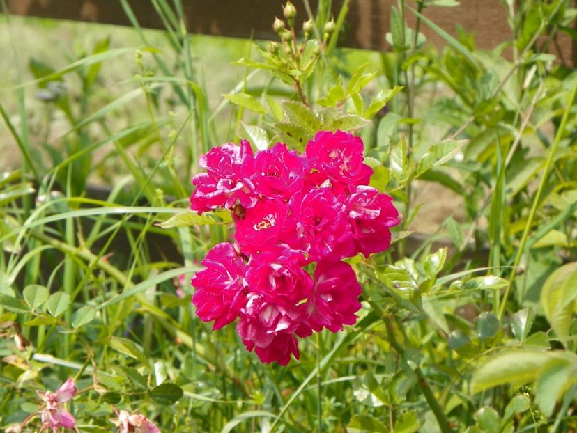 Super Excelsa - Trandafiri 2018 3