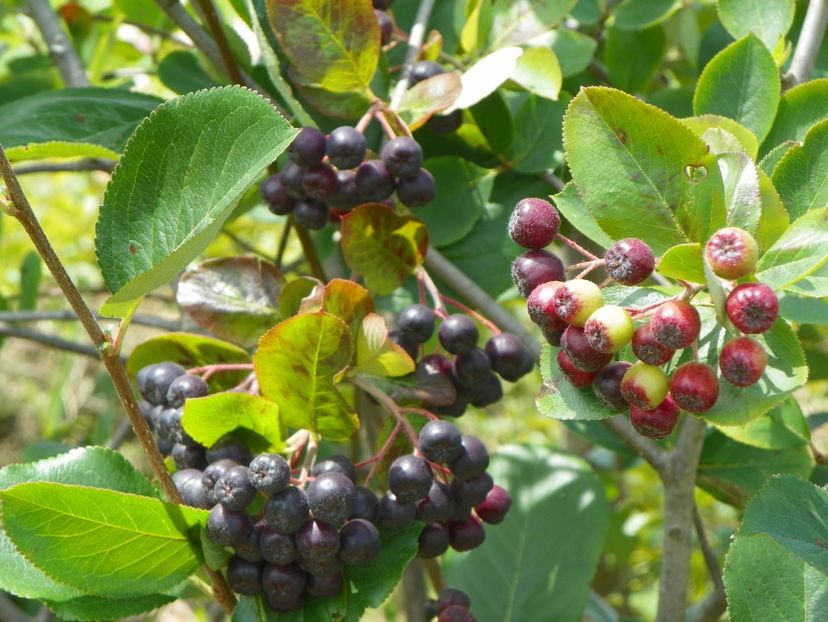aronia melanocarpa Viking - Dobarland 2018 3