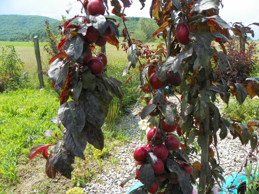 prunus cerasifera Trailblazer - Dobarland 2018 3