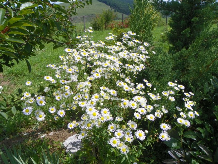 erigeron annuus - Dobarland 2018 3