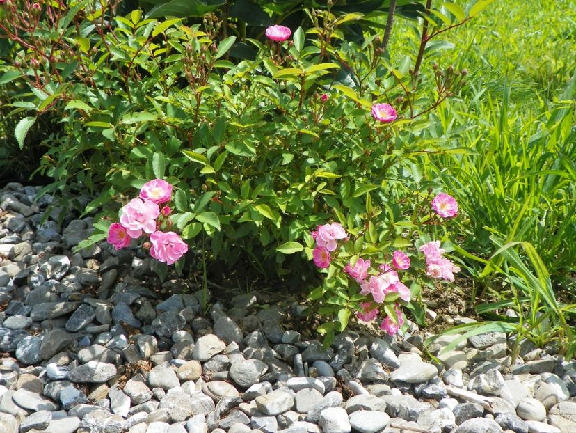 Heavenly Pink - Trandafiri 2018 3