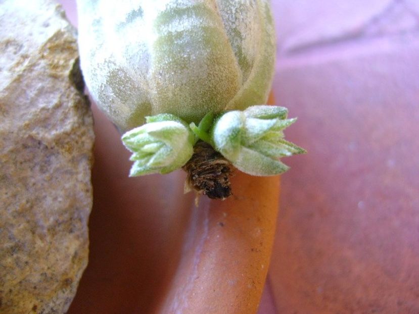 Tillandsia ionantha rubra - Suculente 2018