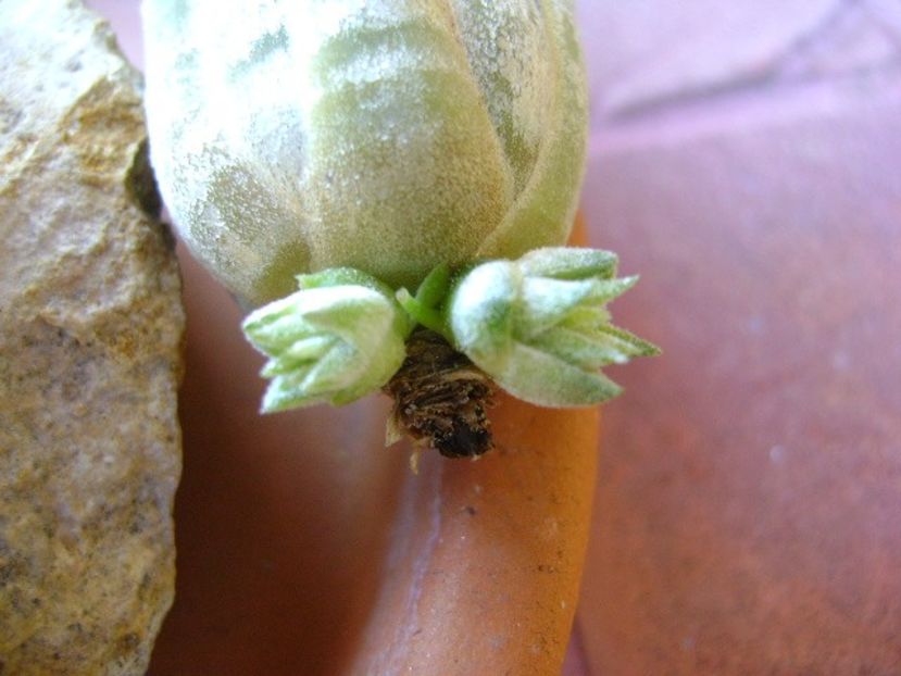 Tillandsia ionantha rubra - Suculente 2018