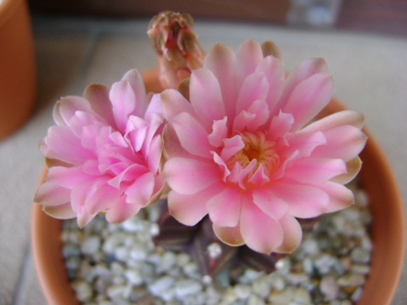 Gymnocalycium friedrichii - Cactusi 2018 Gymnocalycium