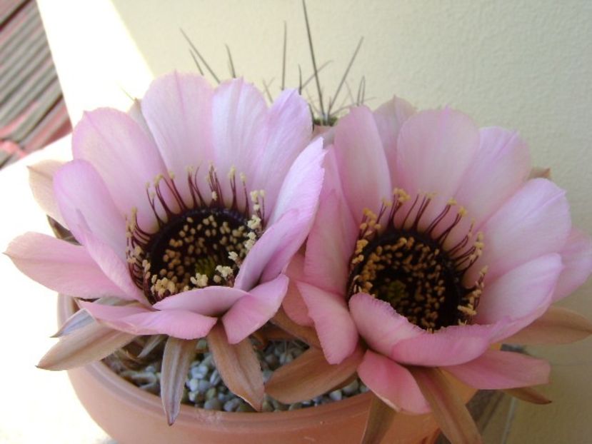 Lobivia jajoiana cv. anemone (Echinopsis marsoneri) - Cactusi 2018 bis bis