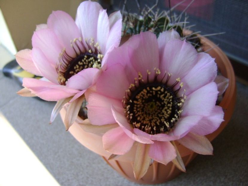Lobivia jajoiana cv. anemone (Echinopsis marsoneri) - Cactusi 2018 bis bis