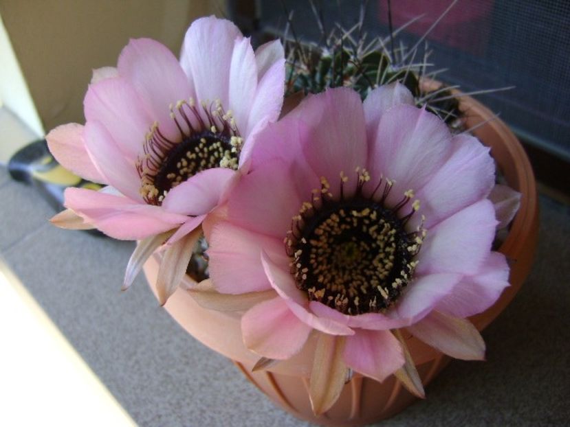 Lobivia jajoiana cv. anemone (Echinopsis marsoneri) - Cactusi 2018 bis bis