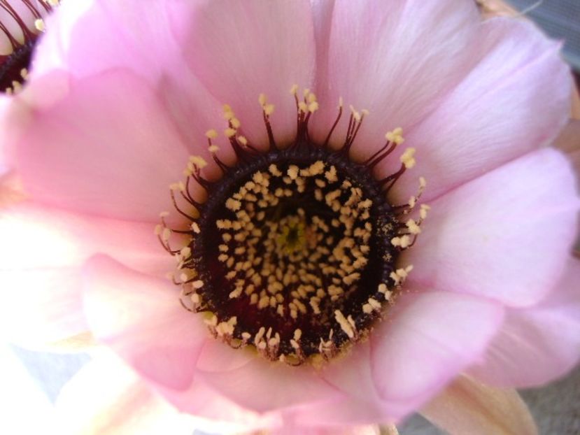 Lobivia jajoiana cv. anemone (Echinopsis marsoneri) - Cactusi 2018 bis bis