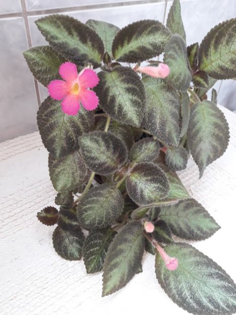 Iulie 2018 - DORY-S GOLDEN GLITTER