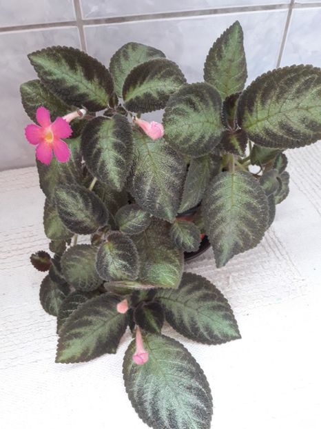 Iulie 2018 - DORY-S GOLDEN GLITTER