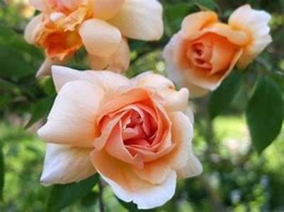 Crepuscule - Dorinte trandafiri 2023