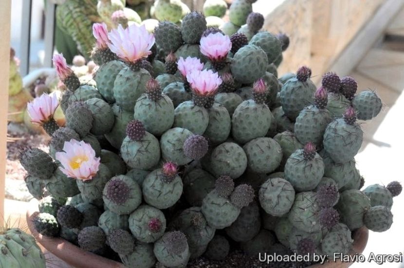 Tephrocactus alexanderi v. geometricus - Whish list pentru viata urmatoare1