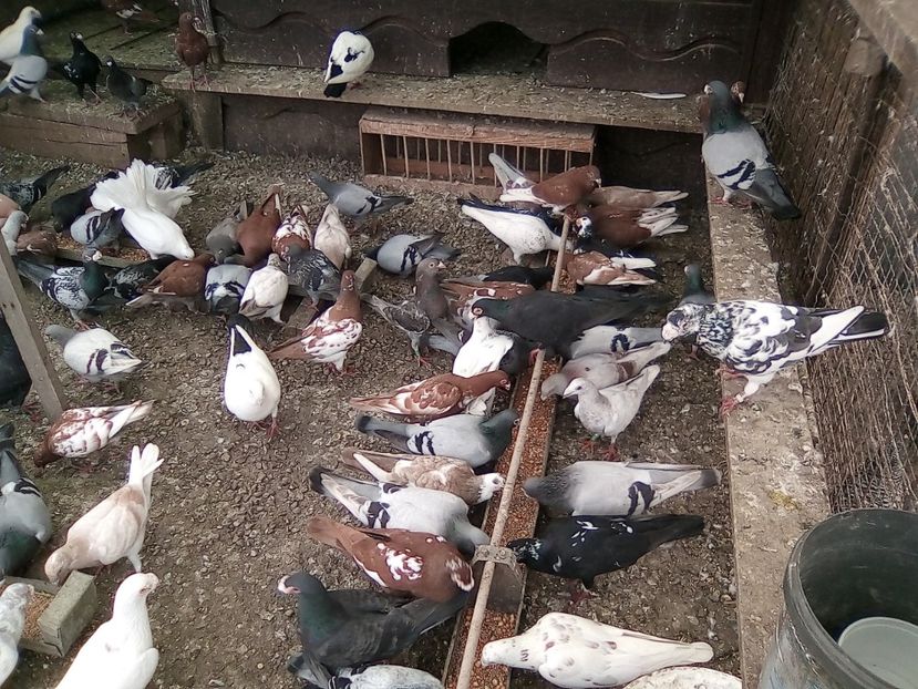  - Noutati 2018 In voliera Matca si puii