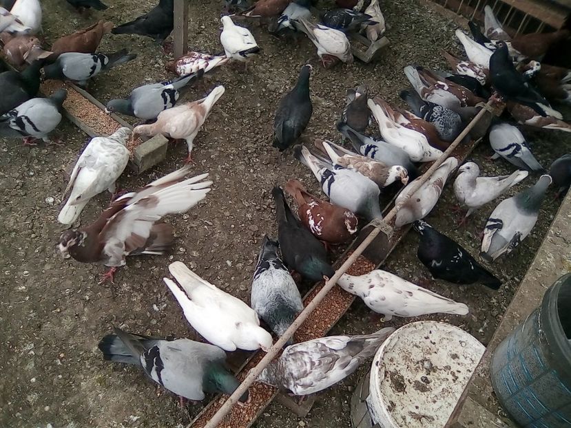  - Noutati 2018 In voliera Matca si puii