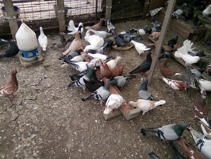  - Noutati 2018 In voliera Matca si puii