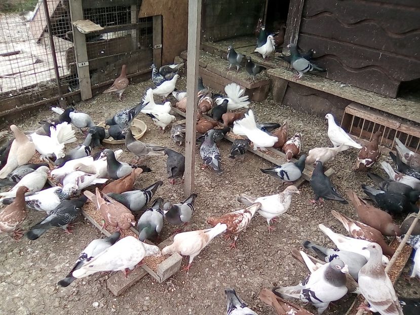  - Noutati 2018 In voliera Matca si puii