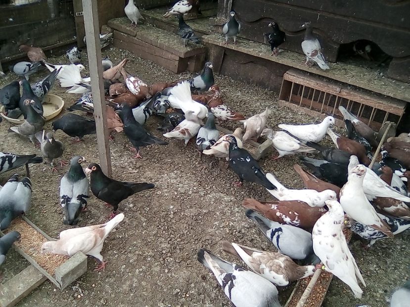  - Noutati 2018 In voliera Matca si puii