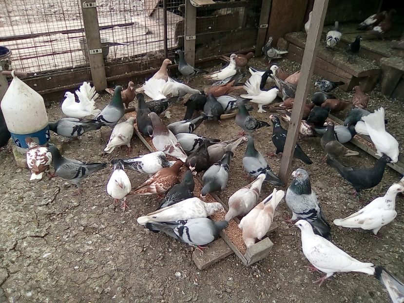  - Noutati 2018 In voliera Matca si puii