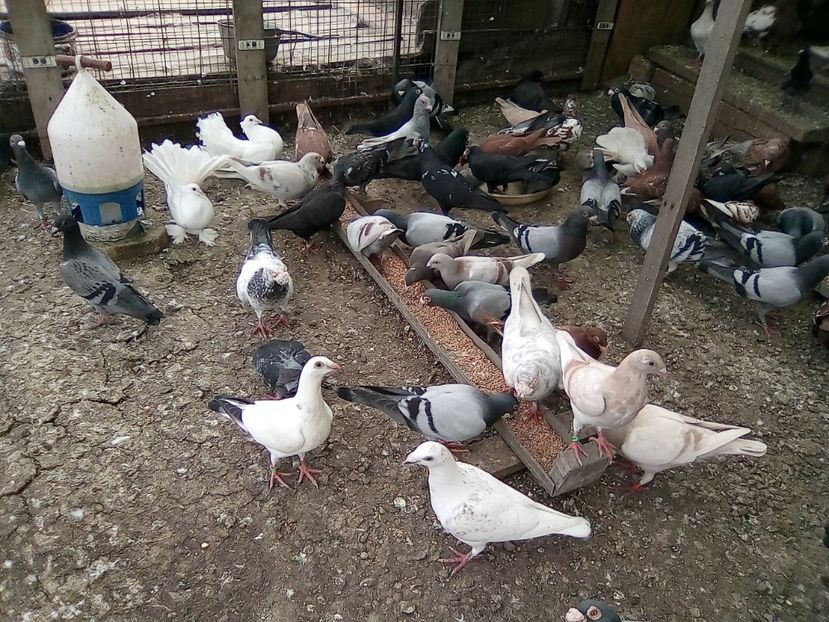  - Noutati 2018 In voliera Matca si puii