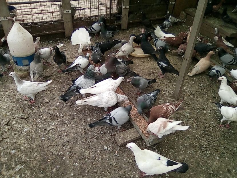  - Noutati 2018 In voliera Matca si puii