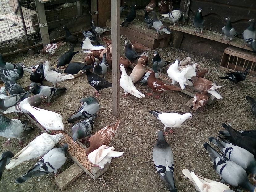  - Noutati 2018 In voliera Matca si puii