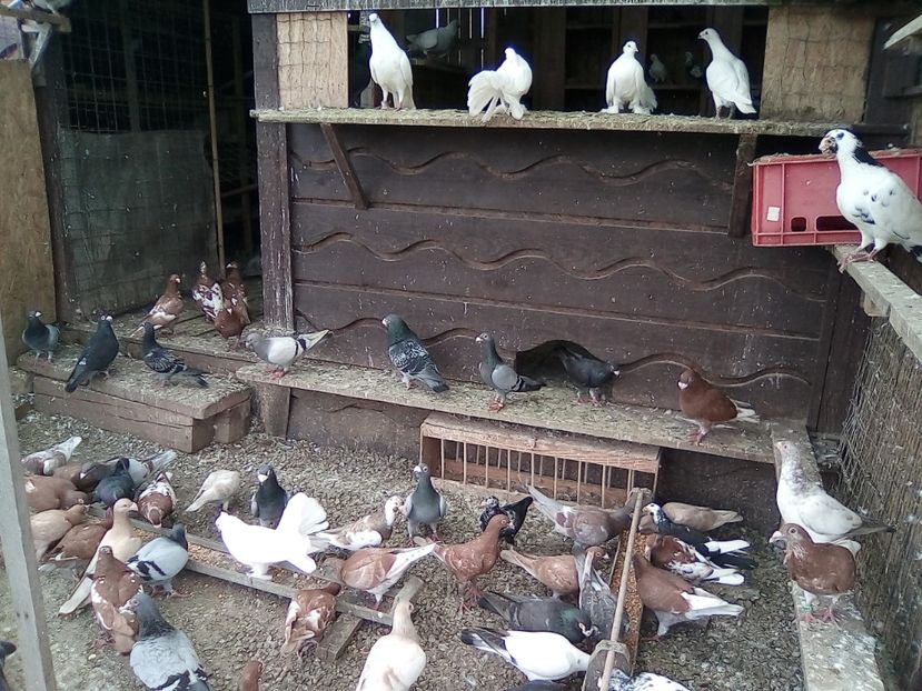  - Noutati 2018 In voliera Matca si puii