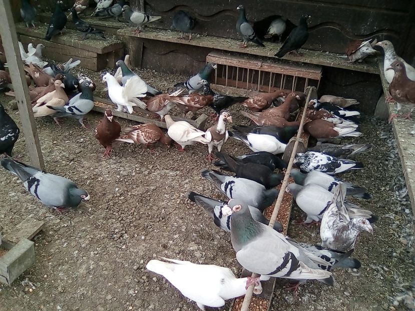  - Noutati 2018 In voliera Matca si puii