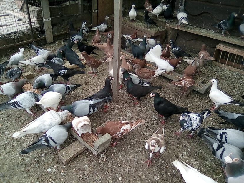  - Noutati 2018 In voliera Matca si puii