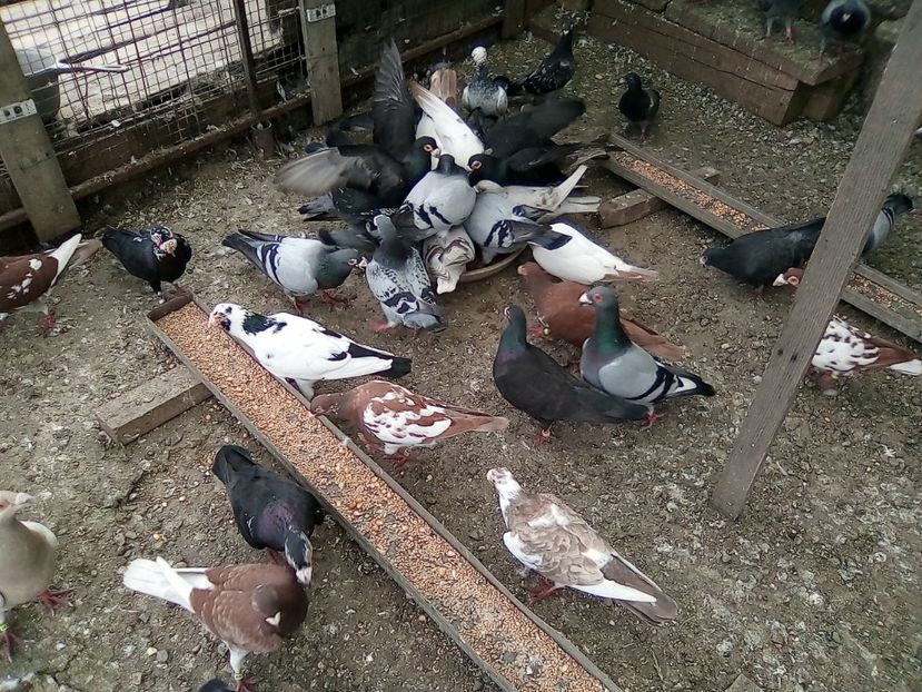  - Noutati 2018 In voliera Matca si puii