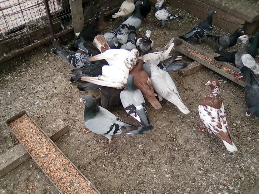  - Noutati 2018 In voliera Matca si puii